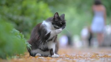 Sokak ortasında kendini temizlerken büyük kedi patisini yalıyor.