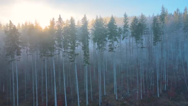 Krásná scenérie se světelnými paprsky zářícími mlhavými tmavými lesy s věčně zelenými stromy v podzimním ránu. Krásný divoký les za úsvitu — Stock video