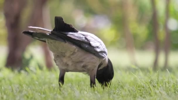 夏天，黑色野生乌鸦在绿色草坪上觅食 — 图库视频影像