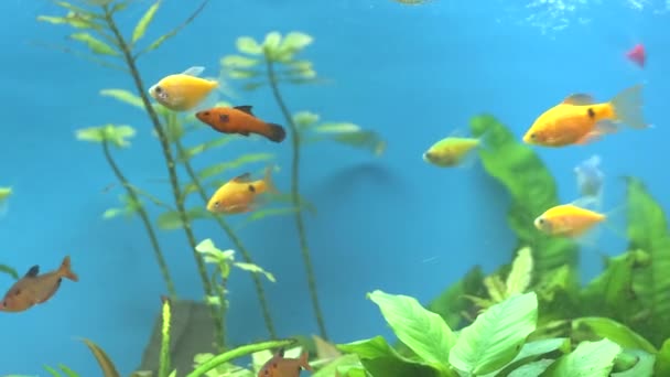 Bunte exotische Fische schwimmen im tiefblauen Aquarium mit grünen tropischen Pflanzen — Stockvideo