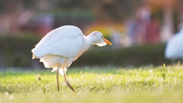 Witte runderegret wilde vogel, ook bekend als Bubulcus ibis wandelen op groen gazon in de zomer — Stockvideo