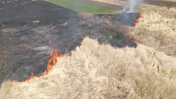 Luchtzicht op grasland veld branden met rood vuur tijdens het droge seizoen. Begrip natuurramp en klimaatverandering — Stockvideo