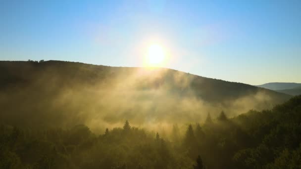 Żywy mglisty poranek nad ciemnymi drzewami leśnymi o jasnym letnim wschodzie słońca. Amazingl krajobraz dzikiego lasu o świcie — Wideo stockowe