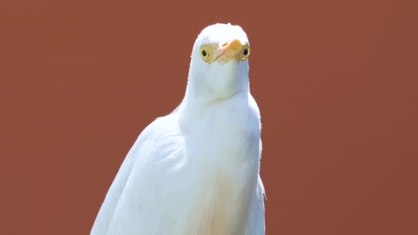 Fehér szarvasmarha tojás vadon élő madár, más néven Bubulcus ibis séta zöld gyepen nyáron — Stock videók