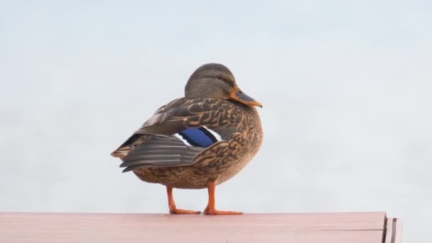 Самотня дика качка спирається на дерев'яний пірс на березі озера. концепція спостереження за птахами — стокове відео