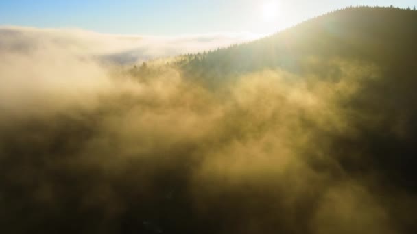 Aerial view of bright foggy morning over dark mountain forest trees at autumn sunrise. Beautiful scenery of wild woodland at dawn — Stock Video
