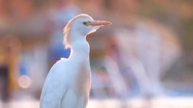 Beyaz sığır balıkçıl kuşu, ayrıca yazın yeşil çimlerde yürüyen Bubulcus Ibis olarak da bilinir.
