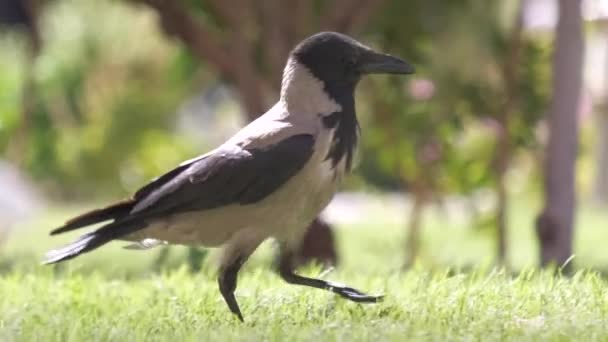 Oiseau corbeau sauvage noir à la recherche de nourriture sur la pelouse verte en été — Video