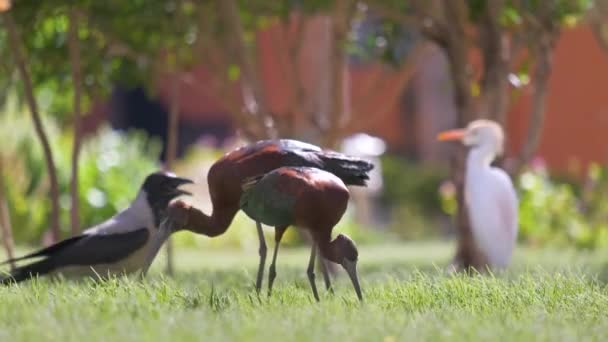 Pássaro selvagem ibis brilhante, também conhecido como Plegadis falcinellus caminhando no gramado verde no verão — Vídeo de Stock