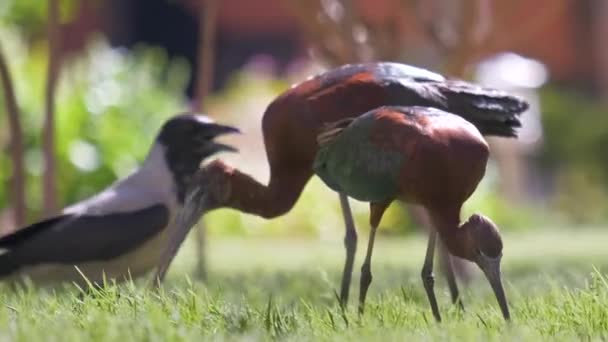 Pássaro selvagem ibis brilhante, também conhecido como Plegadis falcinellus caminhando no gramado verde no verão — Vídeo de Stock