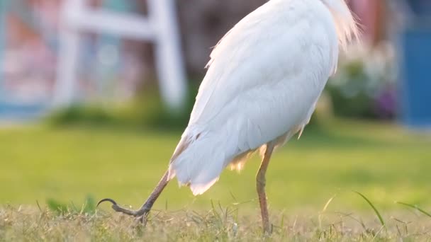 Bílý dobytek volavky divoký pták, také známý jako Bubulcus ibis chůzi na zeleném trávníku v létě — Stock video