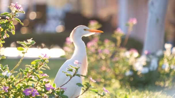 Aigrette des bovins blancs oiseau sauvage, également connu sous le nom de Bubulcus ibis marchant sur la pelouse verte en été — Video