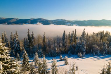 Güneşin doğuşuyla birlikte soğuk sisli dağlarda, karlı ormanlardan oluşan çam ağaçlarıyla muhteşem kış manzarası.
