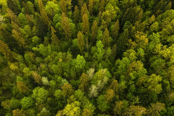Vista aérea de pinho misto escuro e floresta exuberante com copas de árvores verdes — Fotografia de Stock