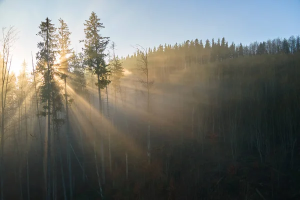 Gyönyörű táj fénysugarakkal, ködös, sötét erdőn keresztül, örökzöld fákkal ősszel. Gyönyörű vaderdő hajnalban — Stock Fotó
