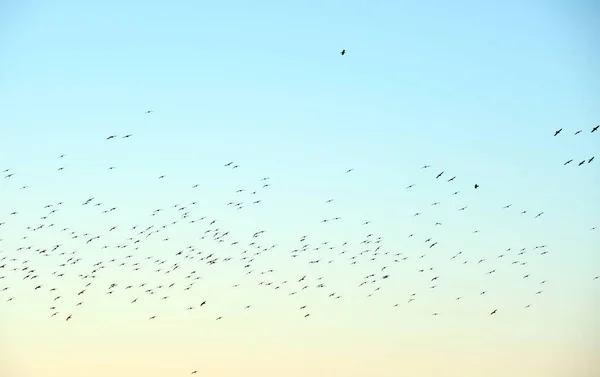 Gran bandada de pájaros cuervos volando contra el cielo despejado — Foto de Stock