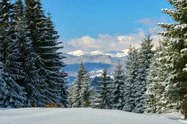 Jasny zimowy krajobraz z sosnami pokrytymi świeżym padającym śniegiem w górskim lesie w chłodny, wietrzny dzień — Zdjęcie stockowe