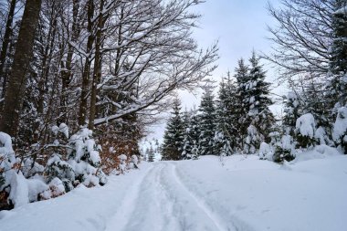 Soğuk ve kasvetli bir akşamda, kışın dağlık ormanda patika izleri ve çam ağaçları ile kaplanmış karlı bir manzara.