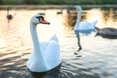 Yazın göl suyunda yüzen beyaz güzel kuğular.