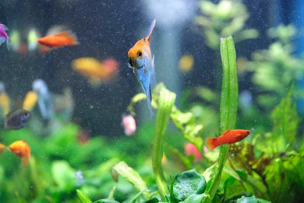 Poissons exotiques colorés nageant dans un aquarium d'eau bleu profond avec des plantes tropicales vertes — Photo