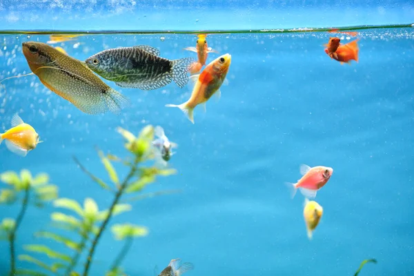 Färgglada exotiska fiskar som simmar i djupblå akvarium med gröna tropiska växter — Stockfoto