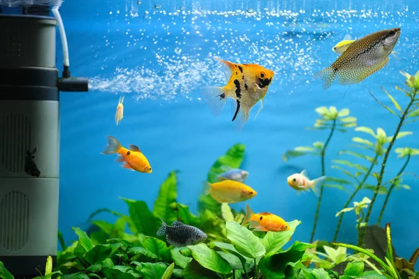 Kleurrijke exotische vissen zwemmen in diep blauw water aquarium met groene tropische planten — Stockfoto