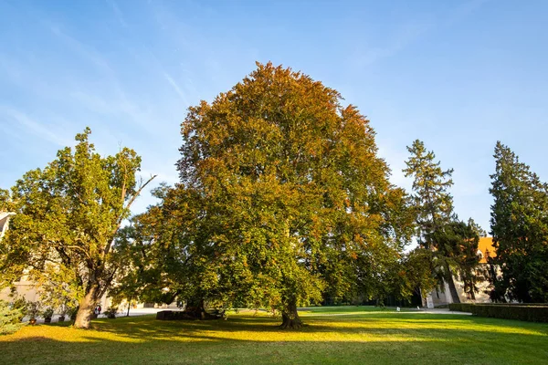 Árboles verdes y amarillos en el parque de otoño — Foto de Stock