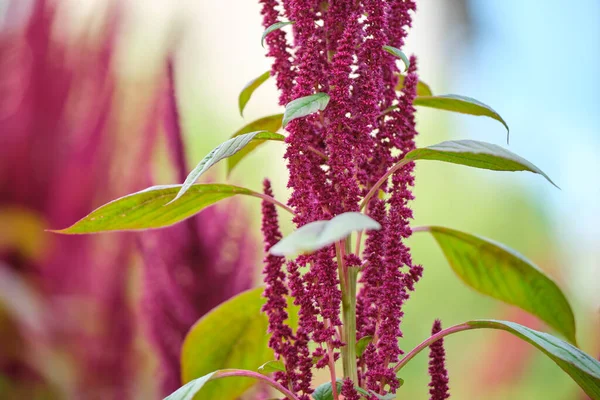 Indiansk rød amaranth-plante som vokser i sommerhagen. Bladgrønnsaker, korn og prydplanter, proteinkilde og aminosyrer – stockfoto