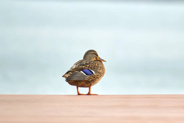 Canard sauvage solitaire reposant sur une jetée en bois au bord du lac. Concept d'observation des oiseaux — Photo