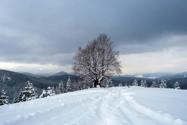 Soğuk ve kasvetli bir günde kışın dağlık ormanda patika izleri ve yağan taze karla kaplı karanlık ağaçlarla karlı bir manzara. — Stok fotoğraf