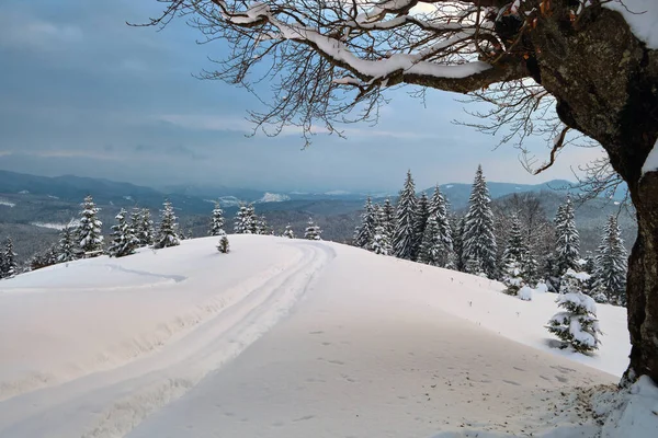 Paesaggio fangoso con sentieri e alberi scuri coperti di neve fresca caduta nella foresta montana invernale in una giornata fredda e cupa — Foto Stock