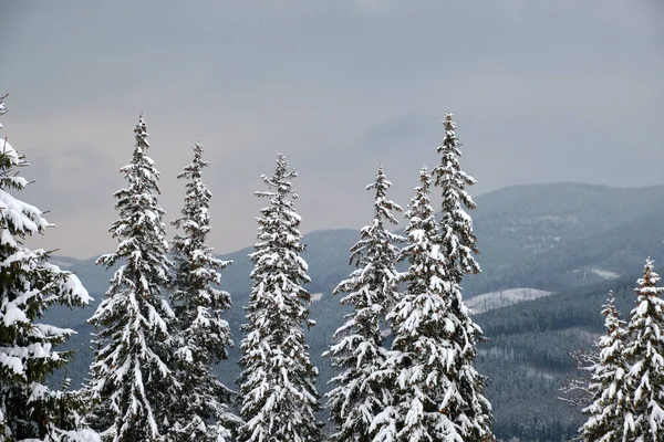 Borovice pokryté čerstvě napadaným sněhem v zimním horském lese v chladném ponurém večeru — Stock fotografie