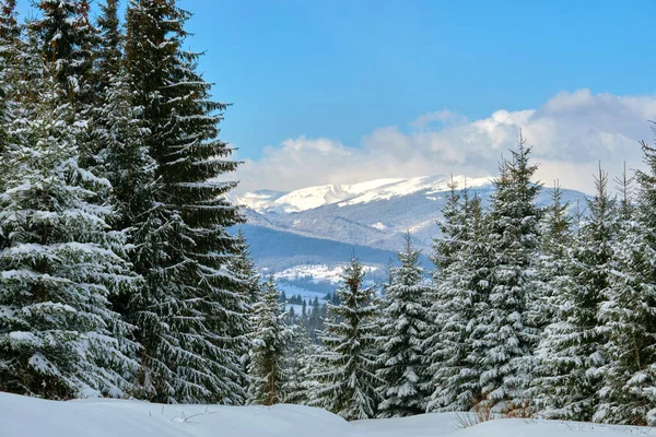 Сосны, покрытые свежим снегом в зимнем горном лесу в холодный яркий день — стоковое фото