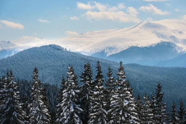Kiefern mit Neuschnee bedeckt im winterlichen Bergwald an kalten, hellen Tagen — Stockfoto