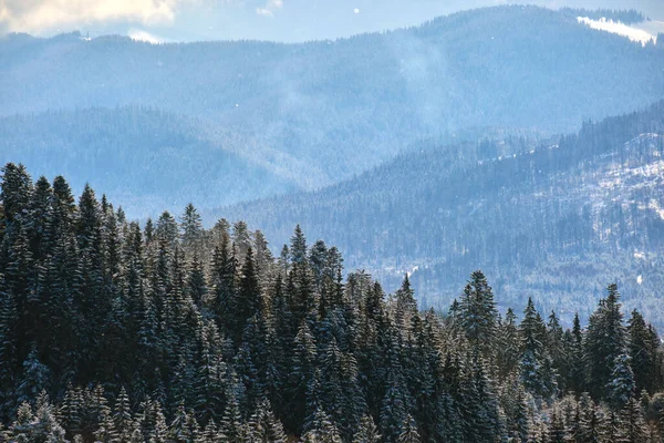 寒い明るい日に冬の山の森の中で新鮮な雪で覆われた背の高い常緑松の木 — ストック写真