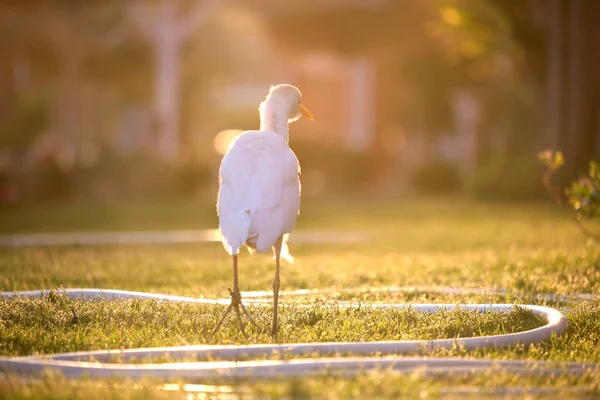 Silberreiher Wildvogel, auch als Bubulcus ibis bekannt, spaziert im Sommer auf grünem Rasen im Hotelhof — Stockfoto