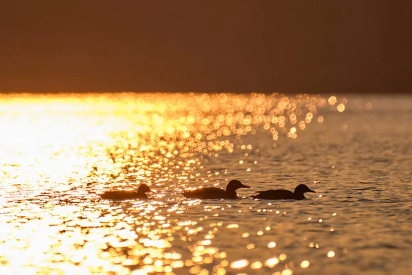 Wild ducks swimming on lake water at bright sunset. Birdwatching concept — Stock Photo, Image