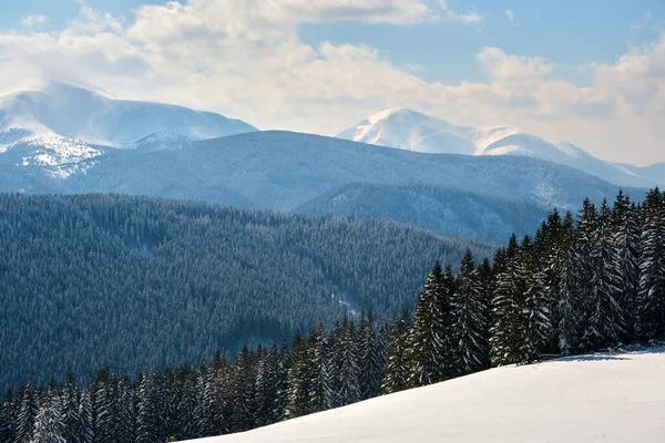 Winterlandschaft mit hohen, mit immergrünem Kiefernwald bedeckten Hügeln nach starkem Schneefall an kalten Wintertagen — Stockfoto