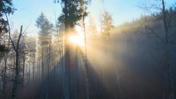 Aerial view of amazing scenery with light beams shining through foggy dark forest with pine trees at autumn sunrise. Beautiful wild woodland at dawn — Stock Video