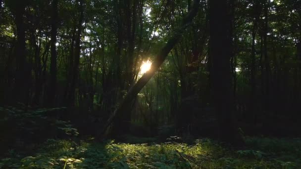 Karanlık, kasvetli bir orman. Sabahları güneş ışınları yoğun yaprakların arasında parlıyor. — Stok video