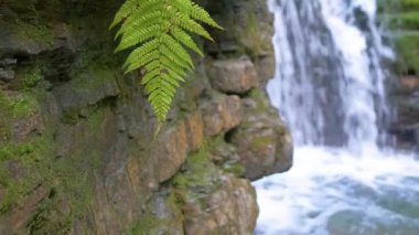 Yaz ormanlarında kayalık oluşumdan dökülen köpüklü suyla birlikte dağ nehrine dökülen şelale.