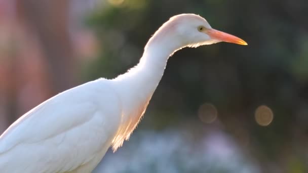 Grelha de gado branco pássaro selvagem, também conhecido como Bubulcus ibis andando no gramado verde no verão — Vídeo de Stock