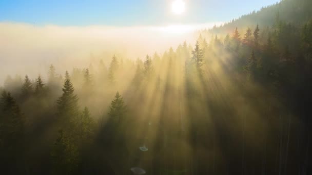 Vista aérea de brillante iluminado con rayos de luz del sol niebla bosque oscuro con pinos al amanecer de otoño. Increíble bosque salvaje al amanecer brumoso. Concepto de medio ambiente y protección de la naturaleza — Vídeo de stock