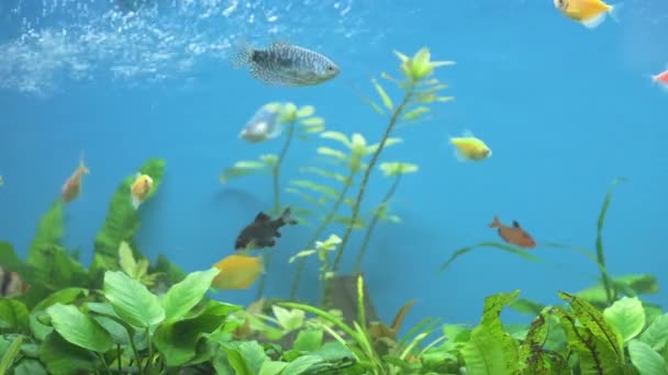 Bunte exotische Fische schwimmen im tiefblauen Aquarium mit grünen tropischen Pflanzen — Stockvideo