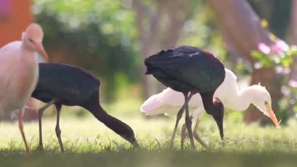 Lesklý ibis divoký pták, také známý jako Plegadis falcinellus chůzi na zeleném trávníku v létě — Stock video