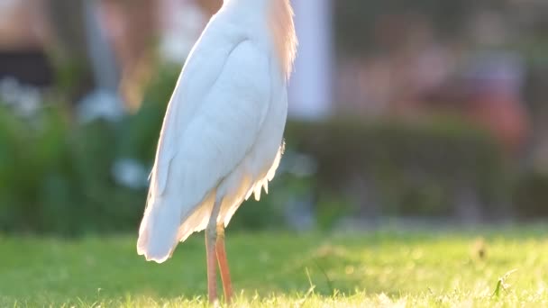 Witte runderegret wilde vogel, ook bekend als Bubulcus ibis wandelen op groen gazon in de zomer — Stockvideo
