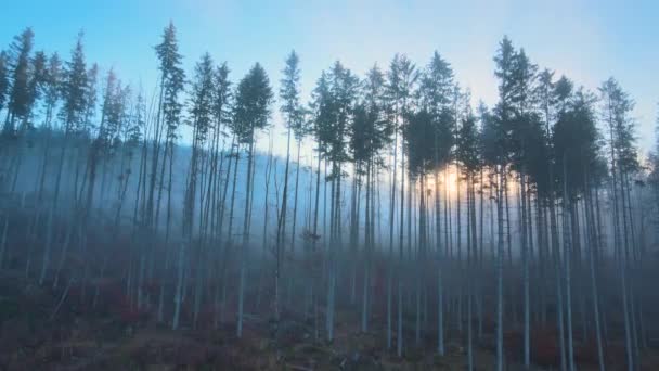 Aerial view of amazing scenery with light beams shining through foggy dark forest with pine trees at autumn sunrise. Beautiful wild woodland at dawn — Stock Video
