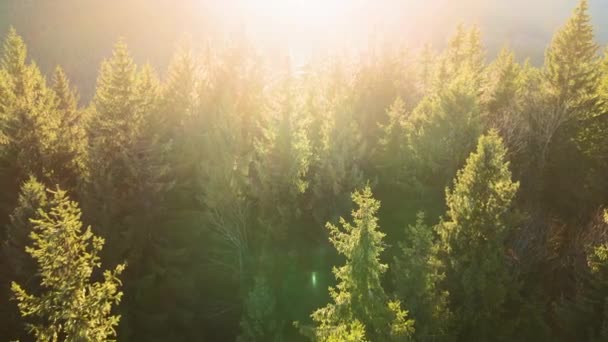 Vista aérea de brilhantemente iluminado com raios de luz solar floresta escura nebulosa com pinheiros no nascer do sol de outono. Floresta selvagem incrível ao amanhecer enevoado. Conceito de ambiente e protecção da natureza — Vídeo de Stock