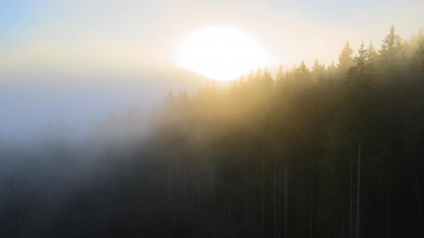 Aerial view of foggy evening over dark pine forest trees at bright sunset. Amazingl scenery of wild mountain woodland at dusk — Stock Video