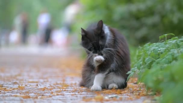 Stor kat slikker sin pote, mens den renser sig selv på sity street – Stock-video